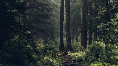 Во Владимирской области волонтеры за месяц нашли двоих людей мертвыми