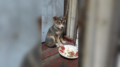 В Собинке неизвестный выбросил щенка на улицу