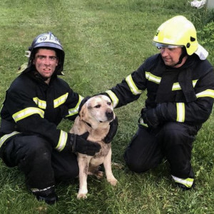 В Киржачском районе пожарные спасли собаку из горящей будки