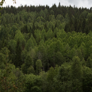 В национальном парке Владимирской области посчитают деревья