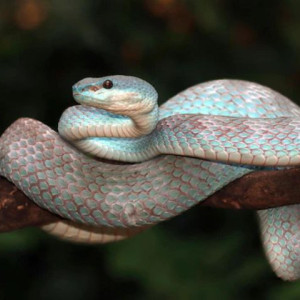 Матфей Змеесос: что можно и нельзя делать 22 августа