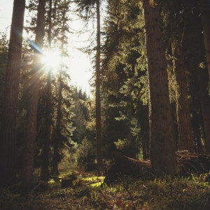 Во Владимирской области «черные лесорубы» вырубили лес на 1,4 млн рублей