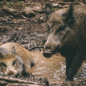 Анисьин день: что можно и нельзя делать 12 января