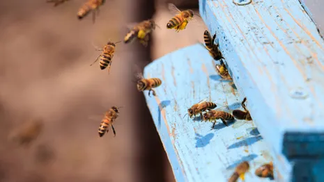 Эксперты назвали причину массовой гибели пчел во Владимирской области