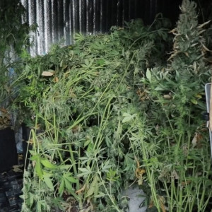 Во Владимирской области наркодиллеры перевозили «травку» под видом корма для собак