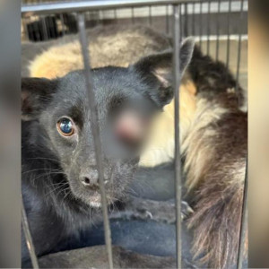 Владимирские волонтеры спасли собаку с изувеченным глазом