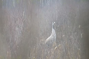 Во Владимирской области сняли краснокнижного серого журавля