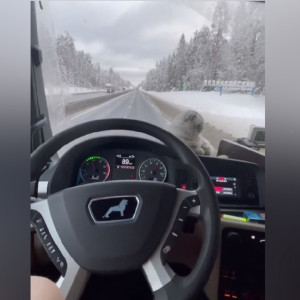 Дальнобойщица взяла в рейс по Владимирской области кошку