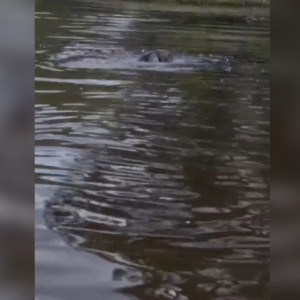 В Собинском районе на видео сняли драку бобров