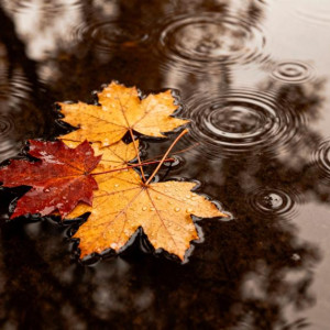 Затяжные дожди накроют Владимир