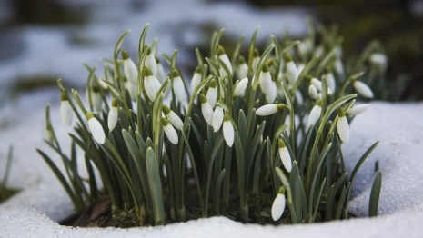 Народные приметы на 11 марта: что можно и нельзя делать в день Прокопа Перезимнего