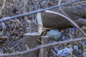 В центральном парке Владимира спилили несколько деревьев