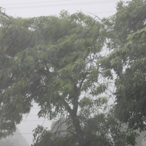 МЧС предупредило жителей Владимирской области о грозе и урагане до 20 м/с