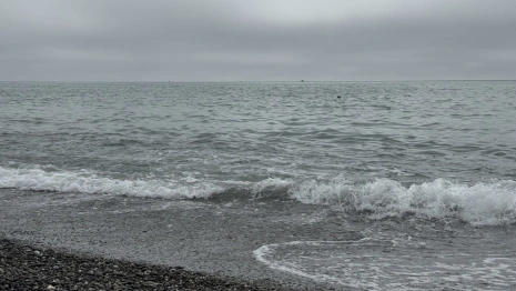 Как экологическая катастрофа на Черном море повлияла на туристический сезон