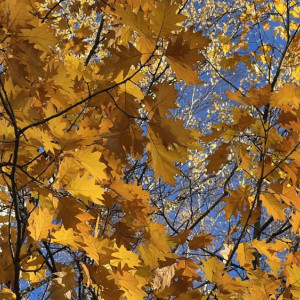 Прогноз погоды во Владимирской области на 8 ноября 2025 года