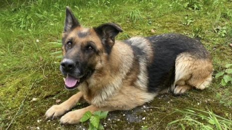 Владимирские полицейские объявили поиски нового хозяина для служебной собаки