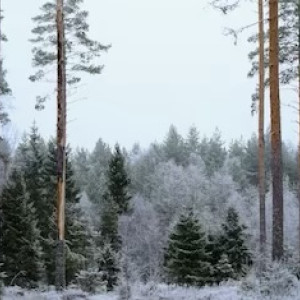 Пропавшего во Владимире в начале октября 19-летнего парня нашли живым
