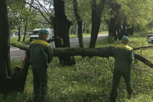 Во Владимире мощный ураган с грозой повалил деревья