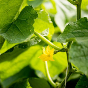 Сидор Огуречник. Что можно и нельзя делать 27 мая
