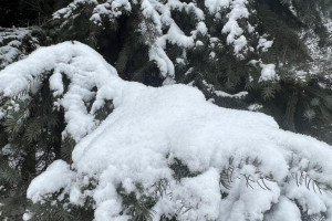 Во Владимирской области заморозки продержатся до конца марта