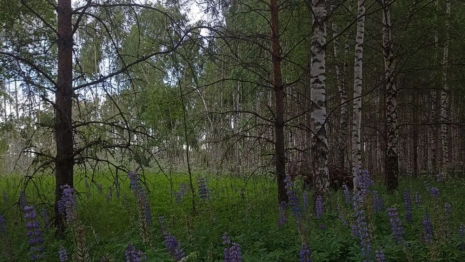 День святого Вита: что можно и нельзя делать 28 июня
