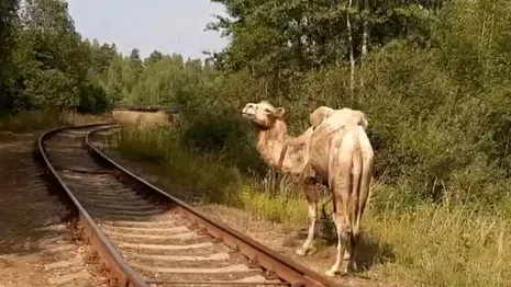 Во Владимирской области на железной дороге заметили верблюдов