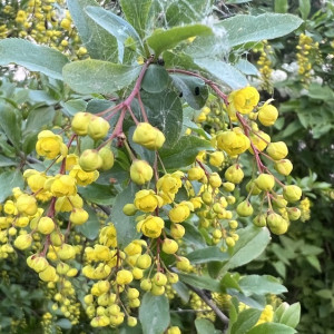 Высокая пожарная опасность сохранится во Владимирской области до 30 мая