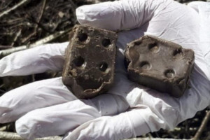 Во Владимирской области выявили 22 случая бешенства в 2025 году