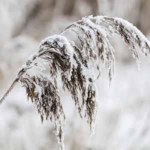 Во Владимирской области пообещали метель и ураган до 20 м/с