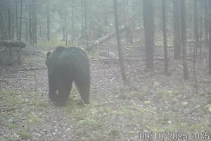 В Вязниковском районе фотоловушка сняла прогулку медведя за рябиной