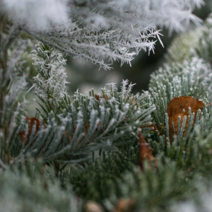 Во Владимирскую область на день вернется мороз до -19