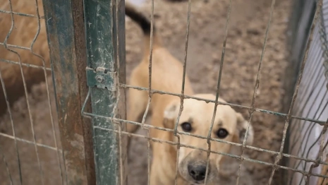 Во Владимире школьники создали видео для спасения бездомных собак