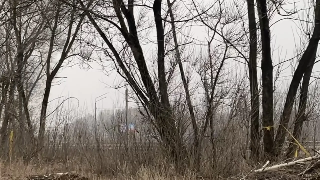 Вдоль трассы М-7 во Владимире вырубят часть деревьев