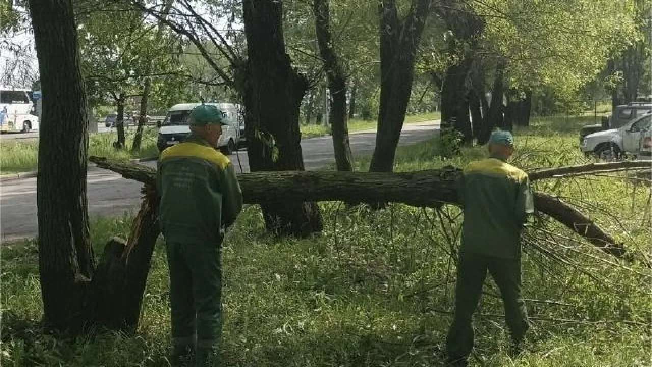 Во Владимире мощный ураган с грозой повалил деревья