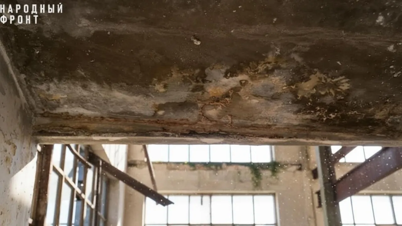 Жительница Владимира завела 20 собак и устроила свалку в собственной квартире
