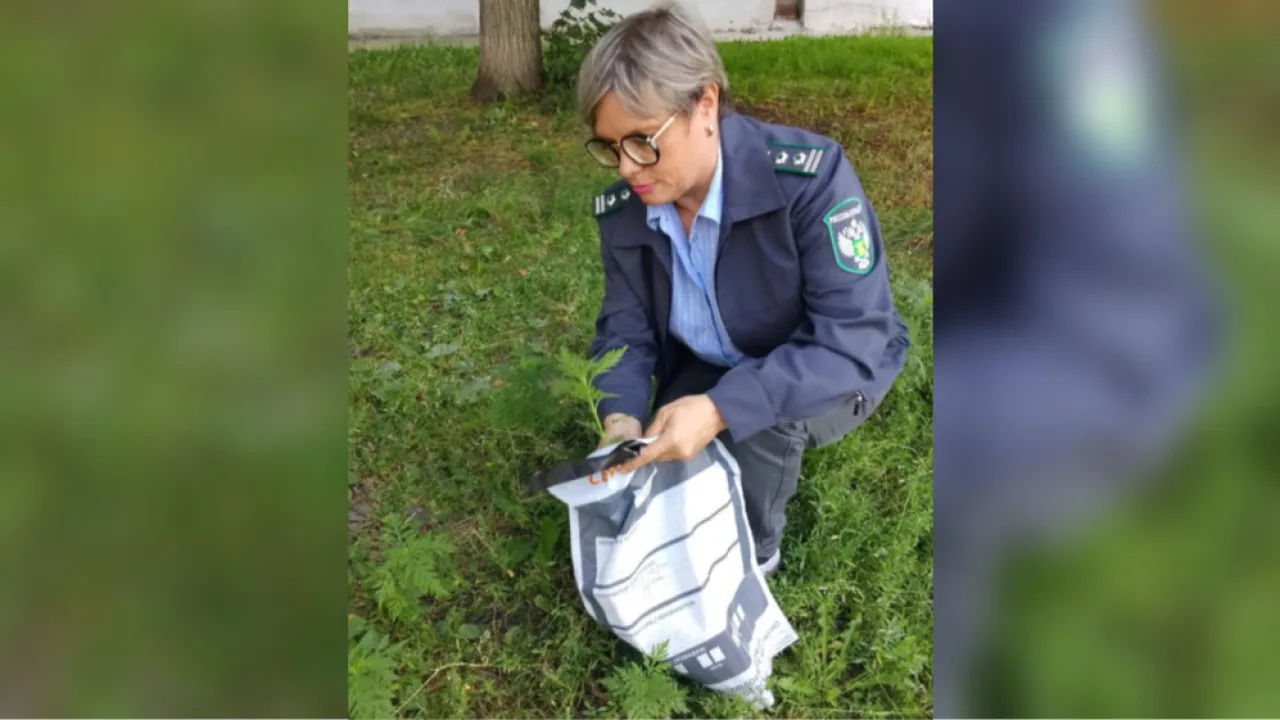 Во Владимирской области дважды ввели карантин из-за опасных растений