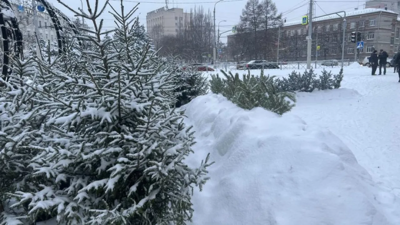 Во Владимире открылись 7 елочных базаров