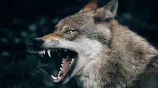 Бежать смысла нет. Владимирцам рассказали, что делать при встрече с волком