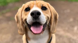 Dog-friendly по-владимирски: 5 известных заведений, куда можно прийти с собакой