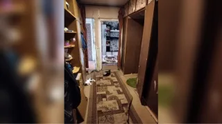 Погибли пять человек и кошки. Что известно об отравлении ядом в Юрьев-Польском районе