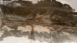 Жительница Владимира завела 20 собак и устроила свалку в собственной квартире