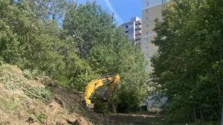 Владимирцы возмутились вырубкой деревьев рядом с парком «Дружба»