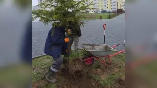 Во Владимире ель на Всесвятской пересадили для установки новогоднего дерева