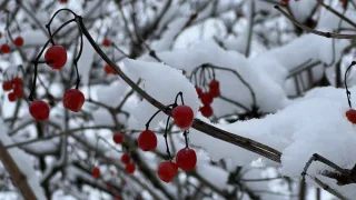Прогноз погоды во Владимирской области на 14 декабря 2025 года