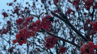 Морозы до -21 градуса и снегопады вернутся во Владимирскую область на рабочей неделе