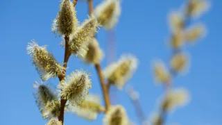 Прогноз погоды во Владимире и области на 25 апреля 2026 года