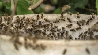 Во Владимирской области отметят День пчелы и День комара