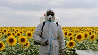Во Владимирской области выделили 21 млн рублей на борьбу с борщевиком