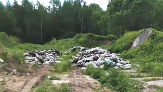 В деревне под Александровом нашли разбросанные останки животных