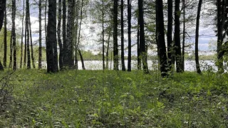 Пропавшую 79-летнюю жительницу Владимира нашли живой